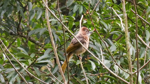 Mountain Bulbul