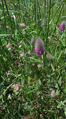 Trifolium purpureum
