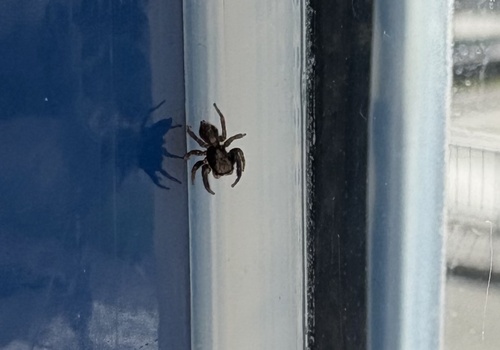 House Jumping Spider