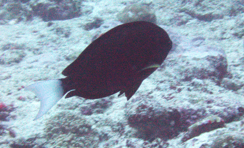 Acanthurus thompsoni observed 2026-09-30