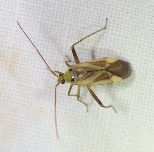 Alfalfa Plant Bug
