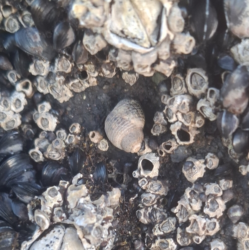 Austrolittorina cincta observed 2026-09-30