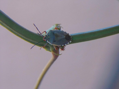 Chinavia erythrocnemis