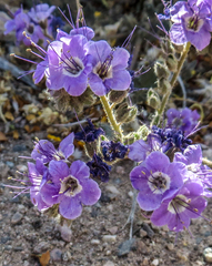 Phacelia crenulata ambigua