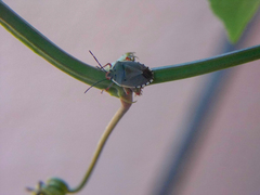 Chinavia erythrocnemis