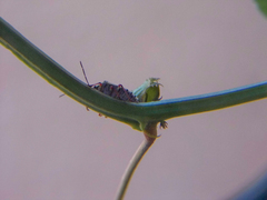 Chinavia erythrocnemis