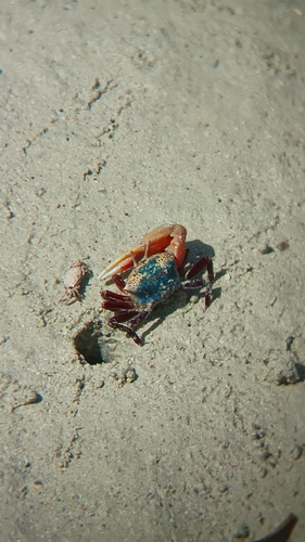 Gelasimus tetragonon observed 2026-09-29