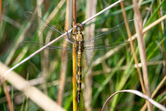 Orthetrum brachiale