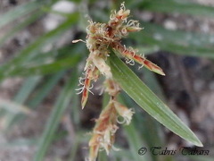Cyperaceae