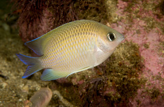 Mecaenichthys immaculatus
