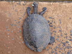 Phrynops williamsi