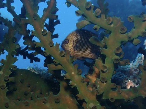 Dascyllus reticulatus observed 2026-09-30