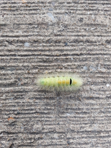 Pale Tussock Moth