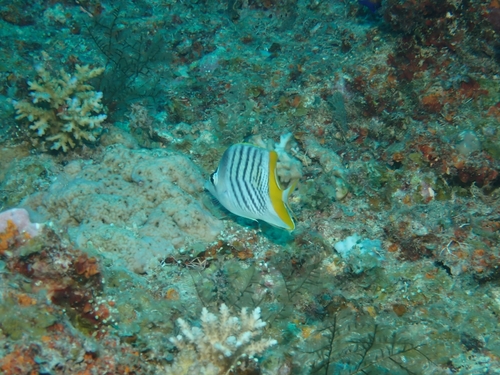 Chaetodon mertensii observed 2026-09-30