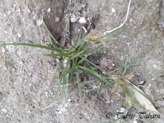 Cyperaceae
