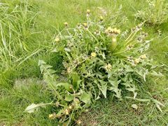 Taraxacum officinale