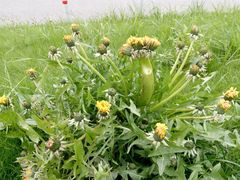 Taraxacum officinale