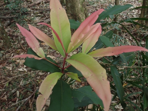 Syzygium ingens, 2026-09-27