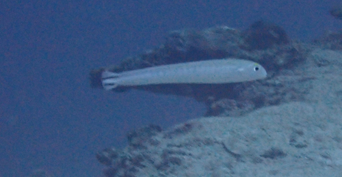 Malacanthus brevirostris observed 2026-09-30