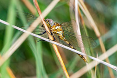 Orthetrum brachiale