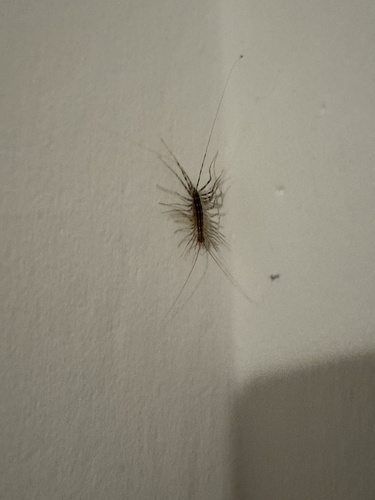 House Centipede