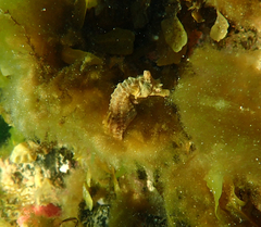 Hippocampus breviceps