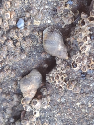 Austrolittorina cincta observed 2026-09-30
