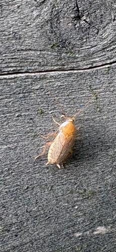 Variable Cockroach