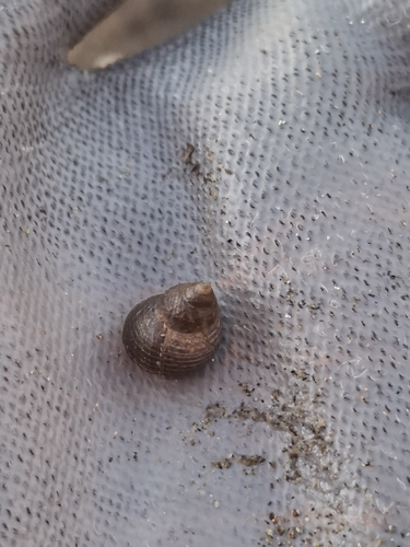 Austrolittorina cincta observed 2026-09-30