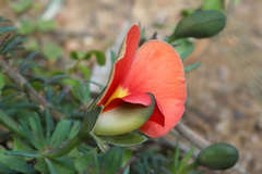 Gompholobium ecostatum