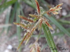 Cyperaceae