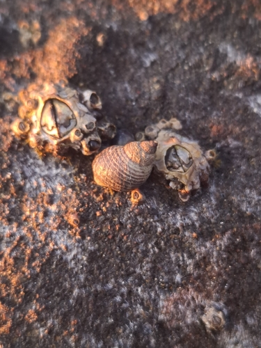 Austrolittorina cincta observed 2026-09-30