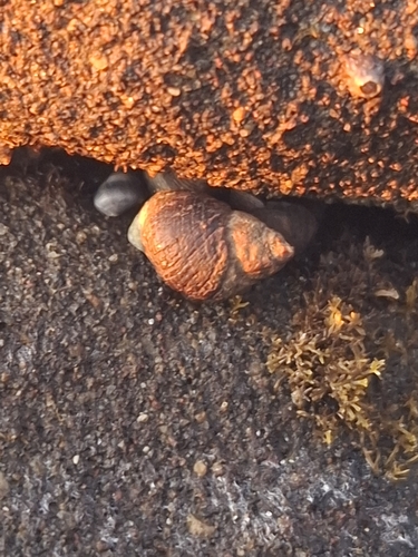 Austrolittorina cincta observed 2026-09-30