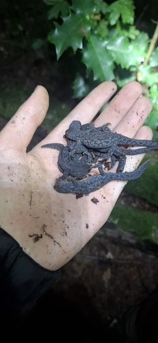 Alpine Newt