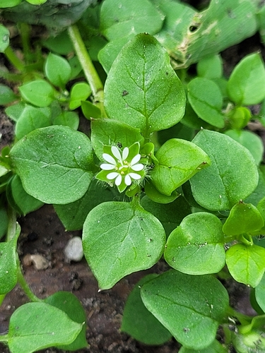 common chickweed