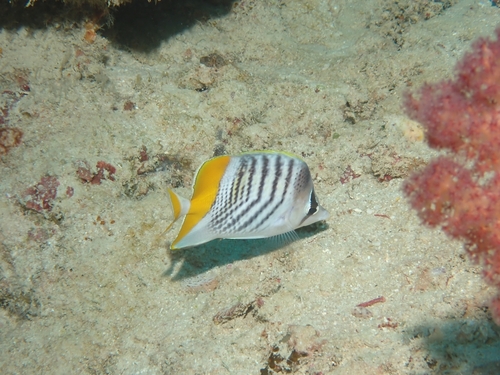 Chaetodon mertensii observed 2026-09-30