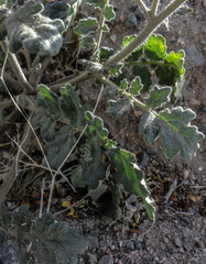 Phacelia crenulata ambigua