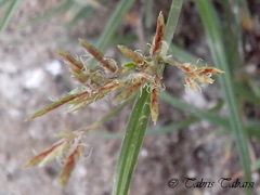 Cyperaceae
