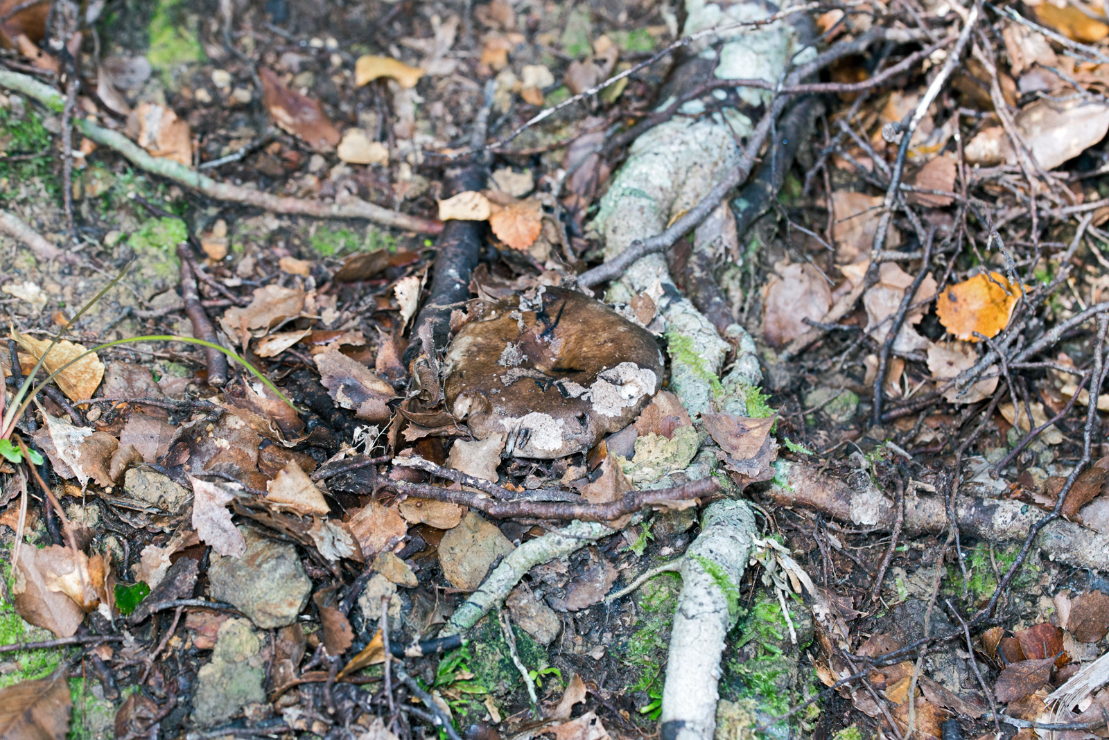 Russula inquinata image
