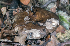 Russula inquinata