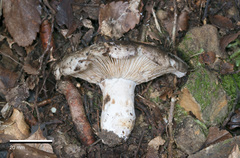 Russula inquinata