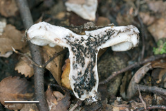 Russula inquinata