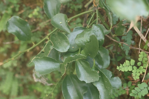 Dendrotrophe observed 2026-09-30
