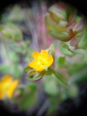 Hypericum anagalloides