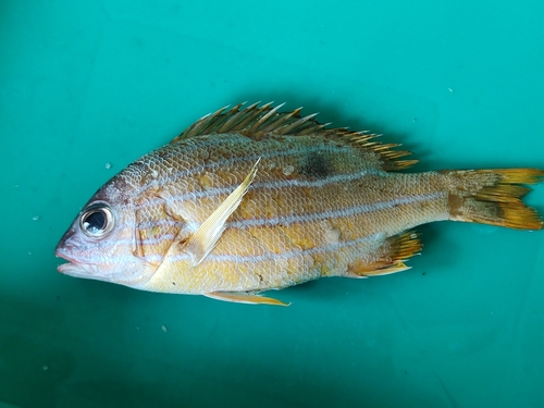 Lutjanus quinquelineatus observed 2026-09-30