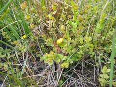 Hypericum anagalloides