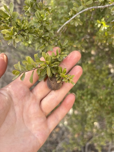 Pittosporum spinescens, 2026-09-30