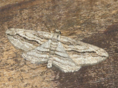 Ecleora solieraria