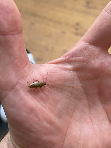 Amber Wood Cockroach