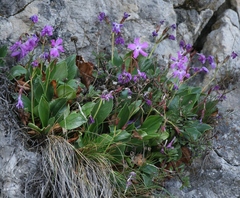 Primula spectabilis